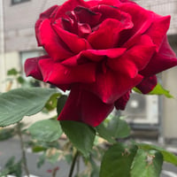 nさま