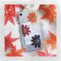 Autumn Cosmos