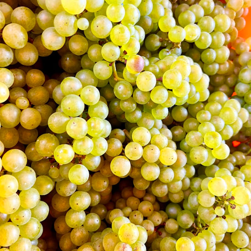 2021セレンディピティ シャルドネオランジェ | Okunota Winery Online