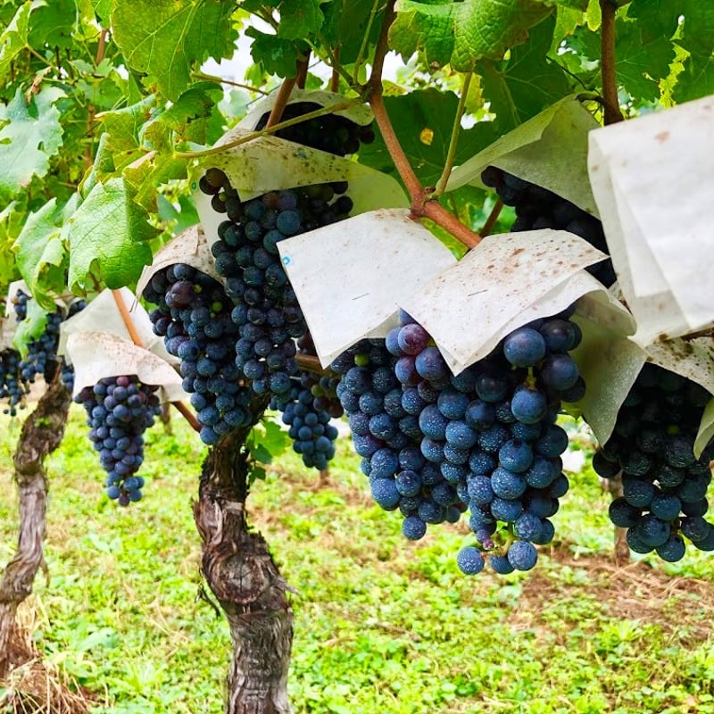 2019 アネモネ クレレ | Okunota Winery Online Shop