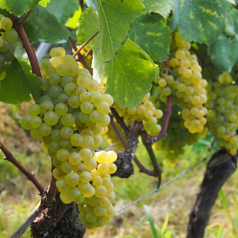 2021セレンディピティ シャルドネオランジェ | Okunota Winery Online