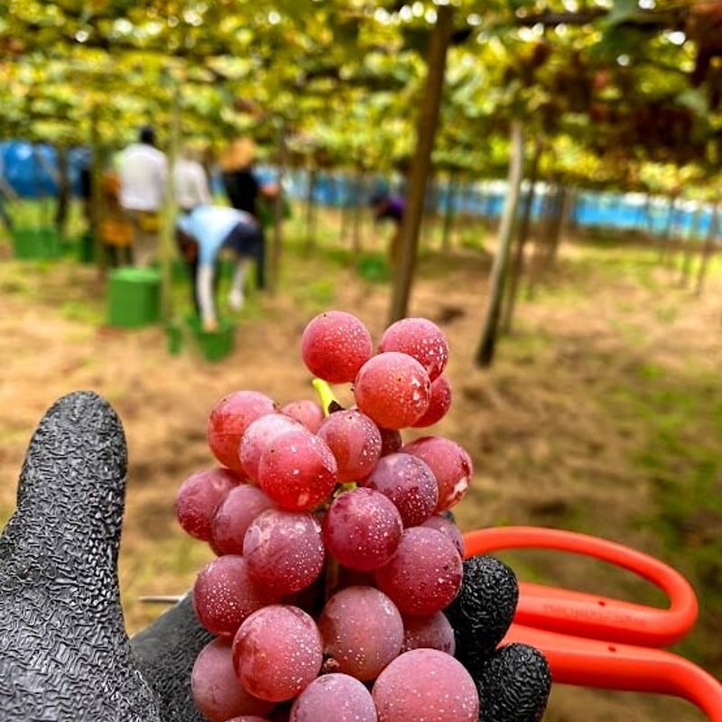 ウメ子 2025ドルチェ～このゆびとまれ～ | Okunota Winery Online Shop