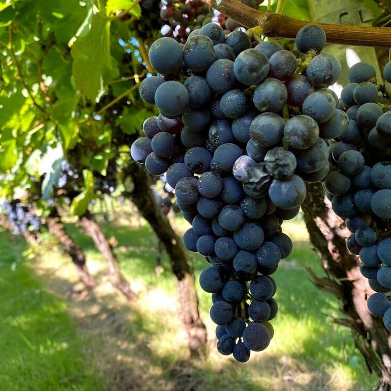 2024 アネモネ カベルネ・ソーヴィニヨン | Okunota Winery Online