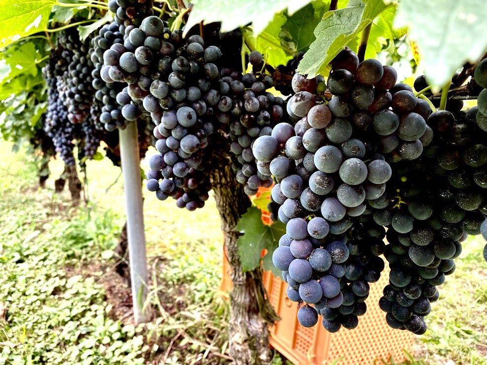 2024ジュ ド レザン メルロ(メルロジュース） | Okunota Winery Onli