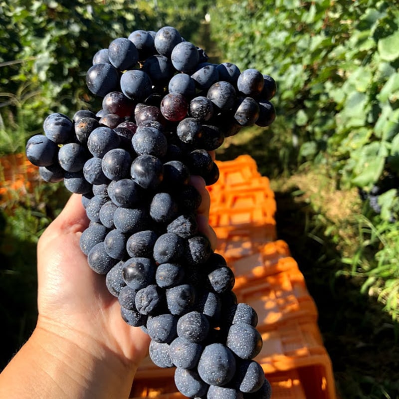 【激レア・直営店限定】YONEX ワウリンカ 2024アルゼンチンOP着用モデル 激レア・直営店限定】YONEX ワウリンカ 2024アルゼンチンOP着用モデル