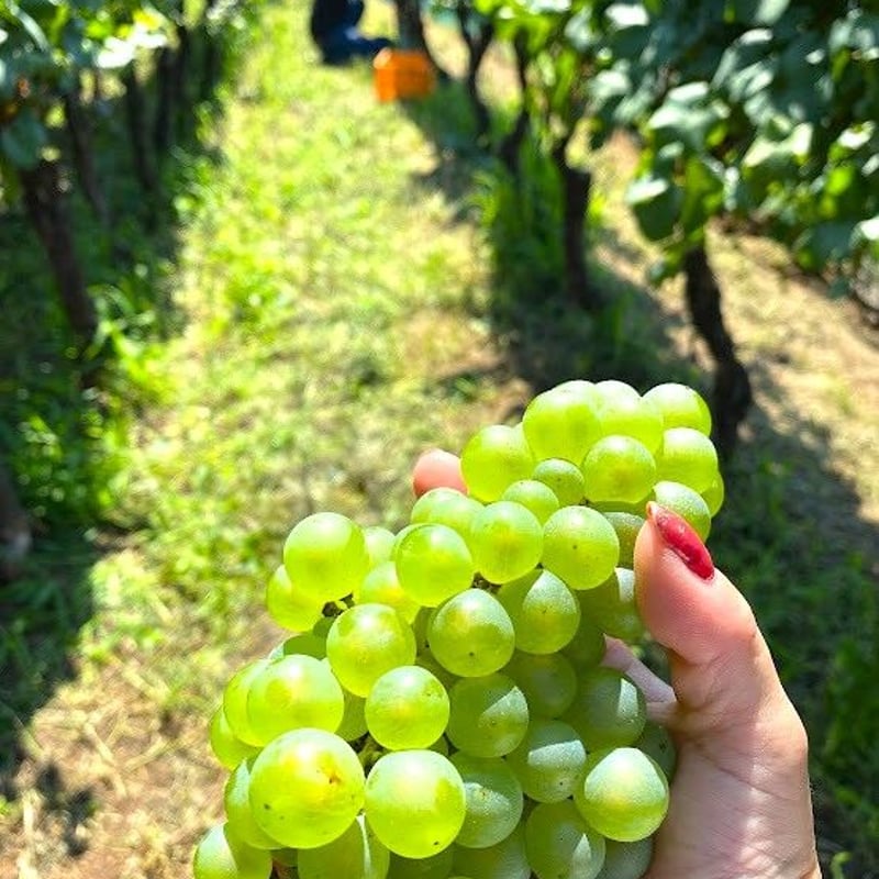 2021 桜沢シャルドネ | Okunota Winery Online Shop 2021 桜沢シャルドネ | Okunota Winery Online Shop