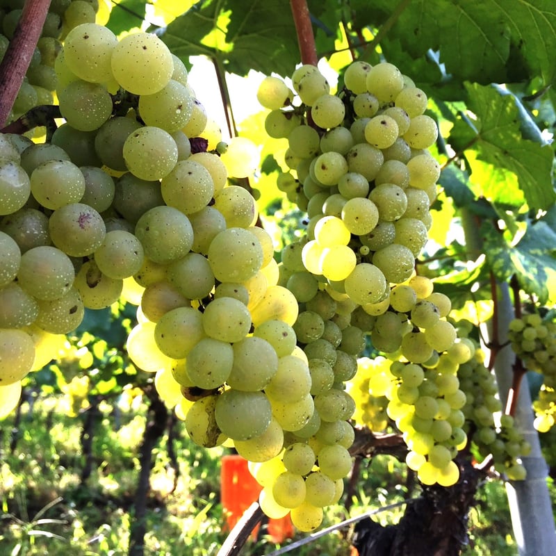2021セレンディピティ シャルドネオランジェ | Okunota Winery Online