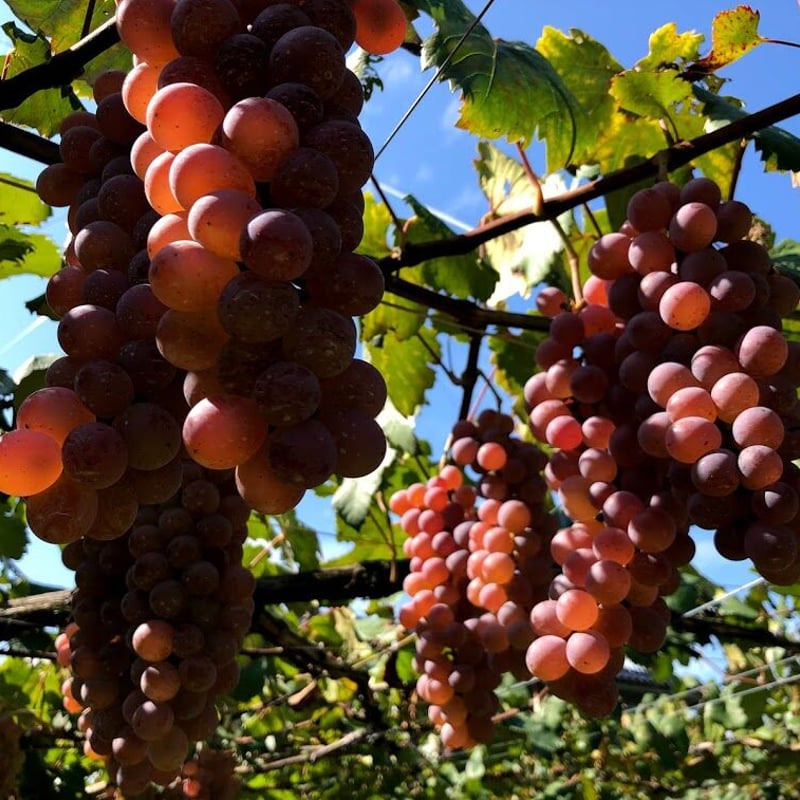 2025ハナミズキ・ブラン | Okunota Winery Online Shop