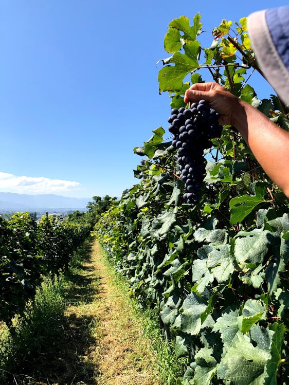 2019 レスプリドヴィーナス | Okunota Winery Online Shop