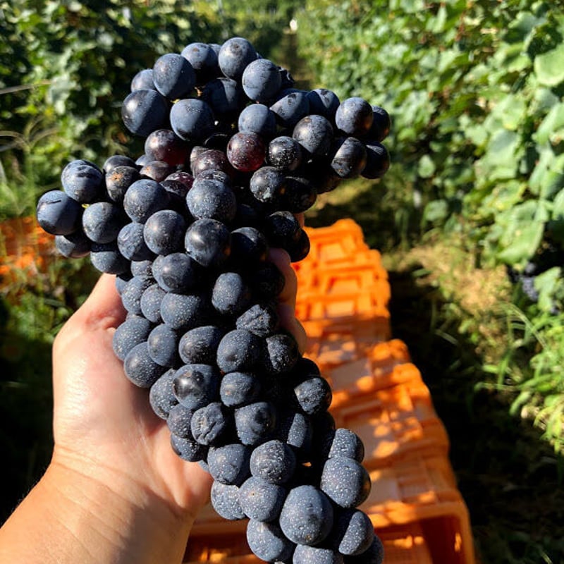 2019 レスプリドヴィーナス | Okunota Winery Online Shop