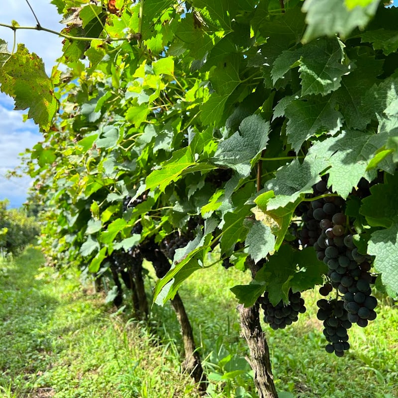 2023 アネモネ メルロ | Okunota Winery Online Shop