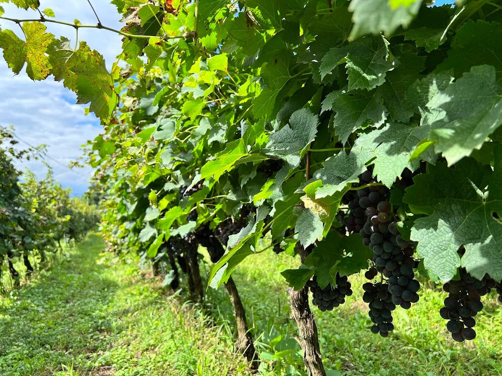 2024アネモネ メルロ | Okunota Winery Online Shop