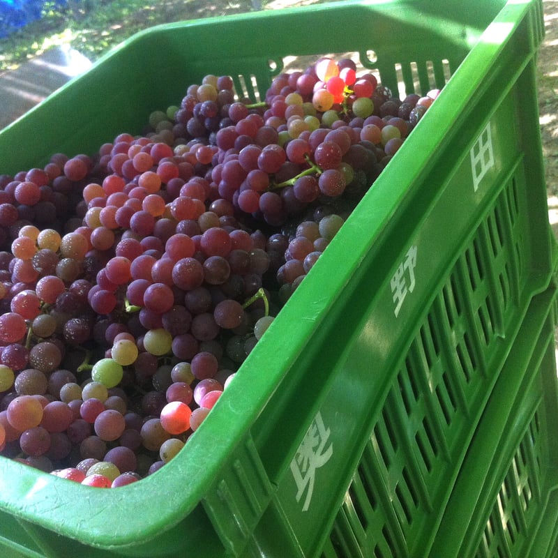 2024ドルチェ～このゆびとまれ～ | Okunota Winery Online Shop