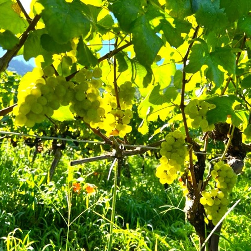 2024アネモネ シャルドネ | Okunota Winery Online Shop