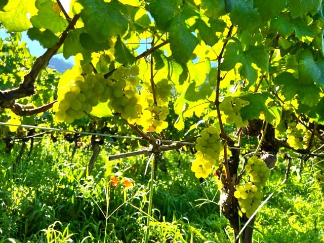 2024アネモネ シャルドネ | Okunota Winery Online Shop