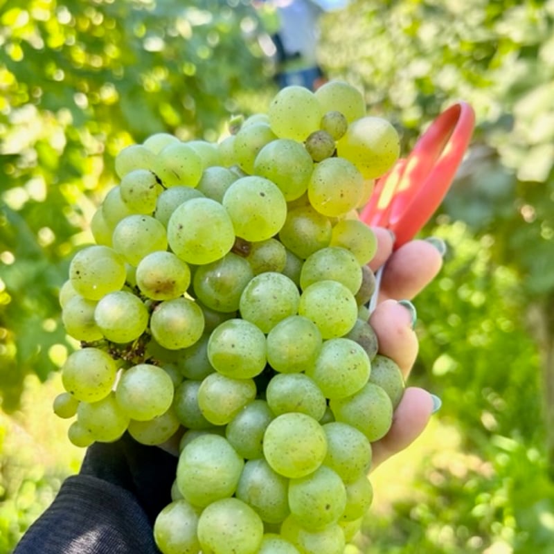 2024アネモネ シャルドネ | Okunota Winery Online Shop