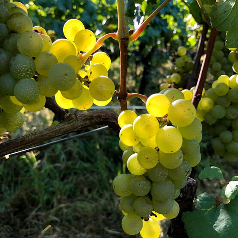 2025アネモネ シャルドネ | Okunota Winery Online Shop