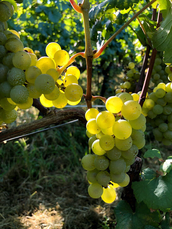 2024アネモネ シャルドネ | Okunota Winery Online Shop