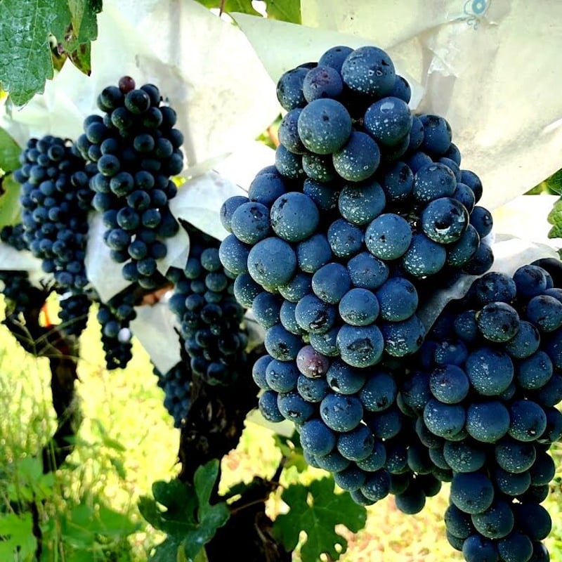 ワインディング 2018ヒヤケ・ヴィンヤード | Okunota Winery Online Shop