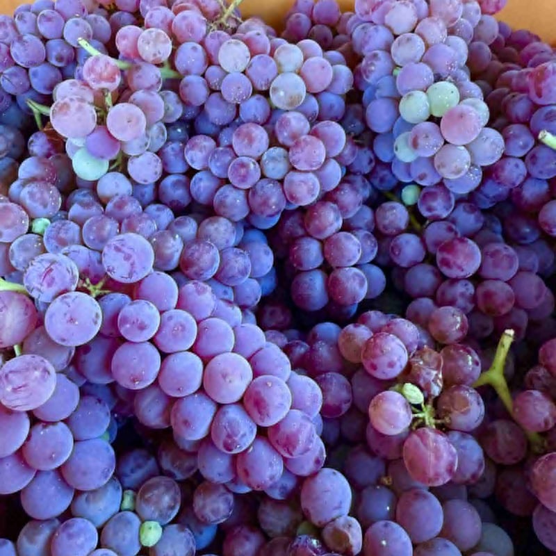 2025ドルチェ～このゆびとまれ～ | Okunota Winery Online Shop