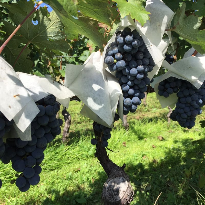 2018ヒヤケ・ヴィンヤード | Okunota Winery Online Shop