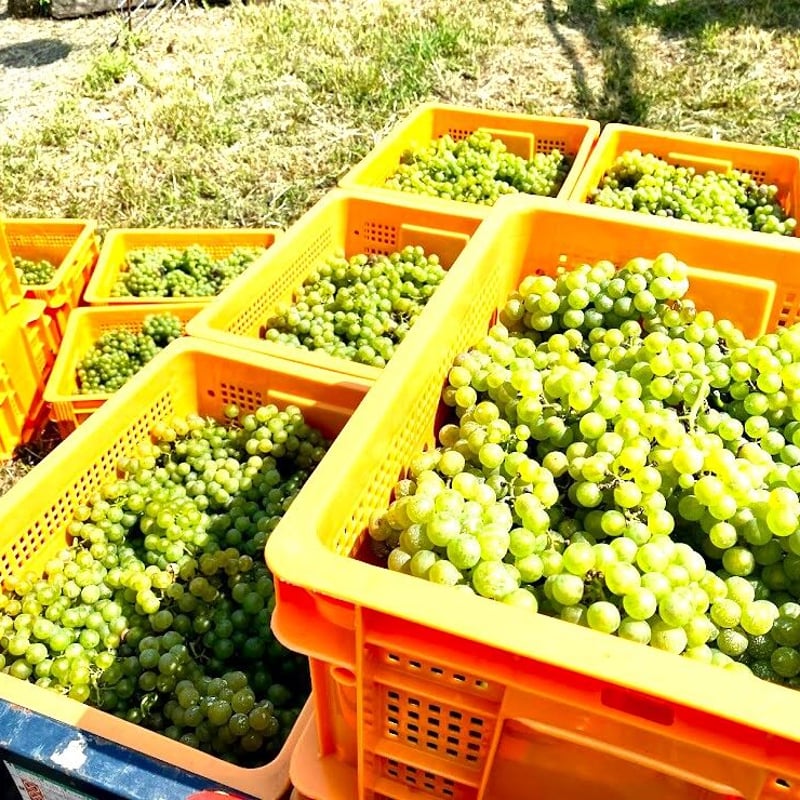 2022 桜沢シャルドネ | Okunota Winery Online Shop