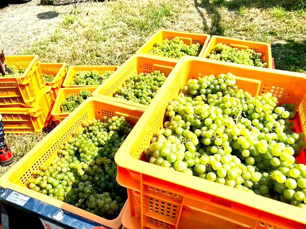 2022 桜沢シャルドネ | Okunota Winery Online Shop