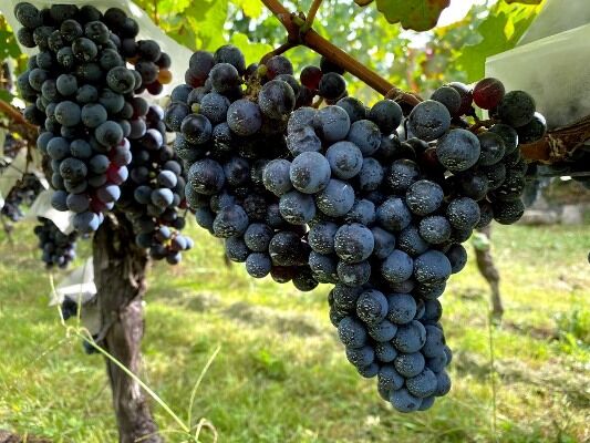 2018ヒヤケ・ヴィンヤード | Okunota Winery Online Shop