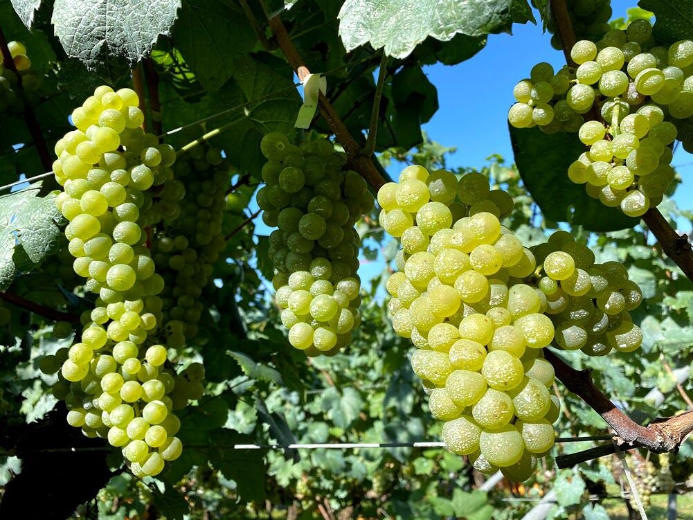 2024アネモネ シャルドネ | Okunota Winery Online Shop