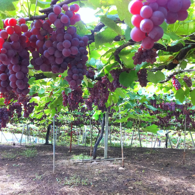 2023夏色ドルチェ（夏季限定） | Okunota Winery Online Shop