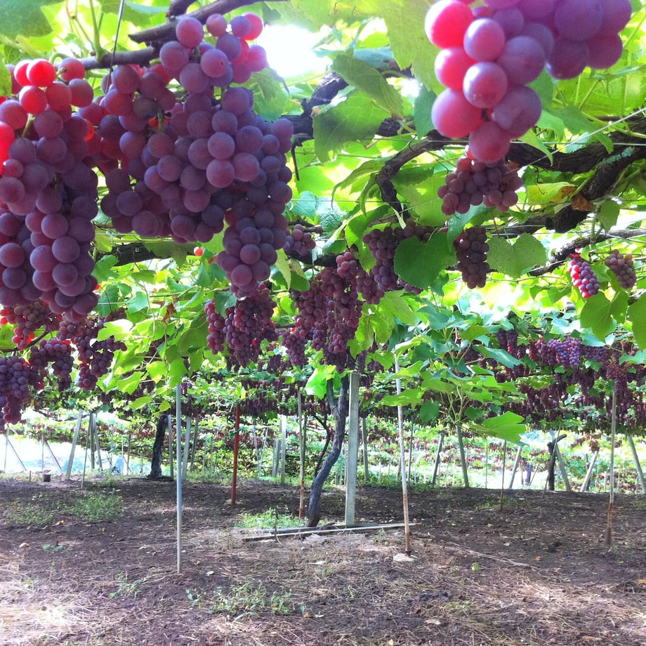 60bc6b4248992106928bf47c
