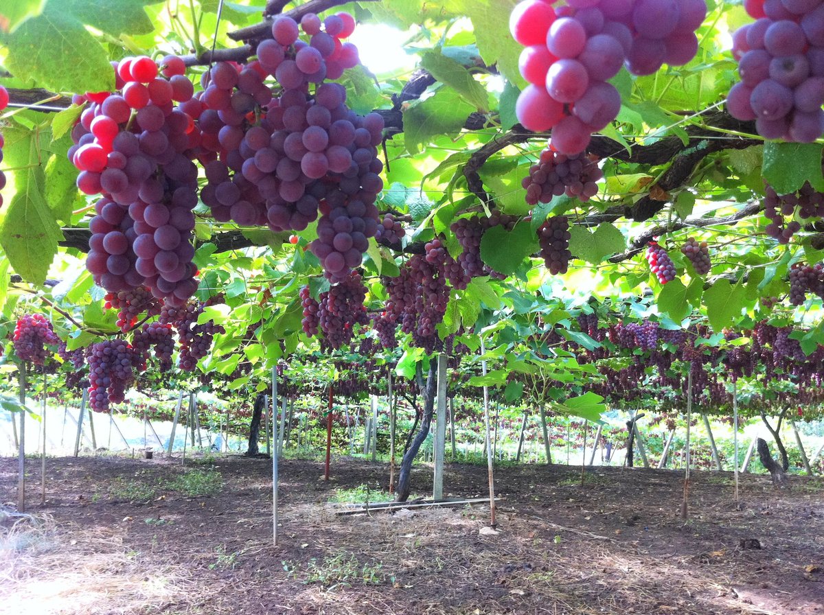 2023夏色ドルチェ（夏季限定） | Okunota Winery Online Shop