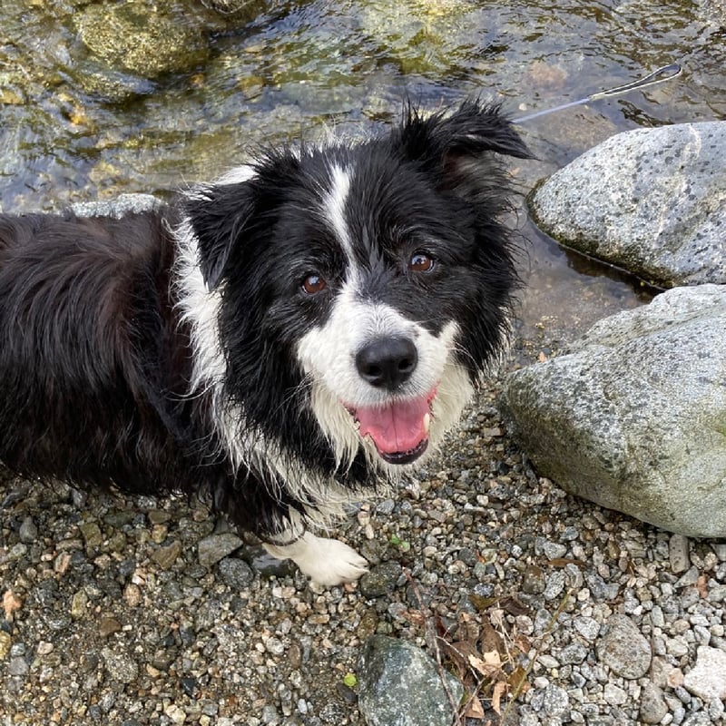 増量中♪【1番人気】鹿スネのハードジャーキー　325g 贅沢に厚切 増量中♪【1番人気】鹿スネのハードジャーキー325g 贅沢に厚切