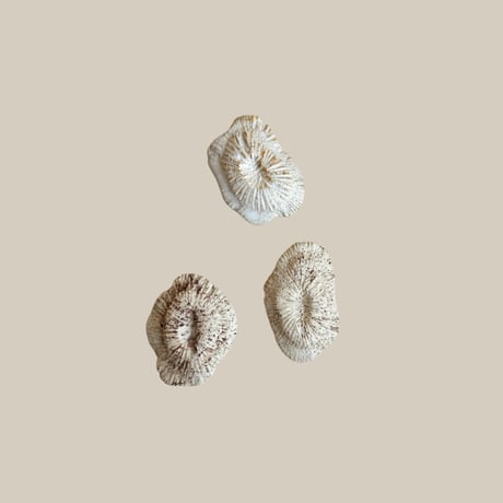 ceramica LABORATORY / 海のもの D