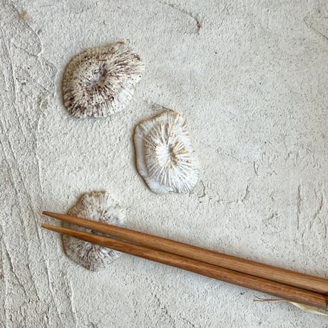 ceramica LABORATORY / 海のもの D