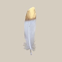 feather - white -