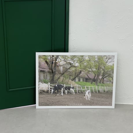 ［A2サイズ］cattle pasture