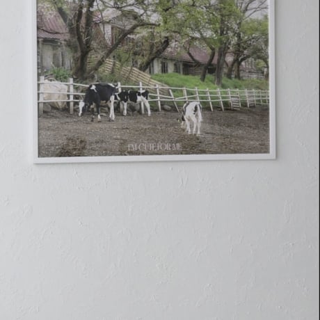 ［A1サイズ］cattle pasture