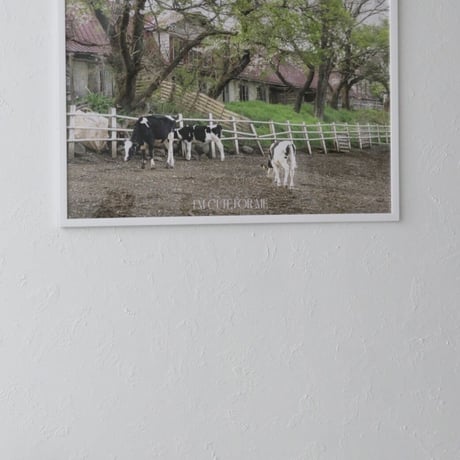 ［A2サイズ］cattle pasture
