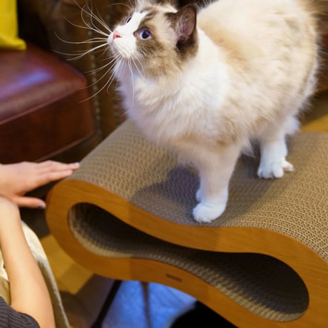 Cat Stool［ Midi ］Black / Silver