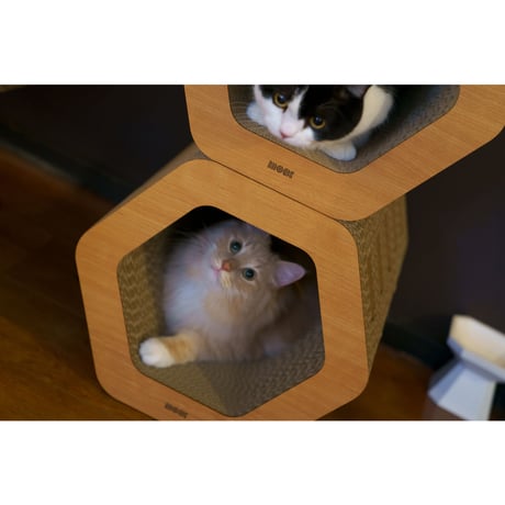 Cat Scratch ｜ Hexagon［ Max ］