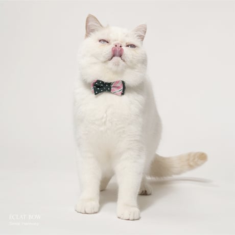ÉCLAT BOW（4 Designs Set／4pcs）