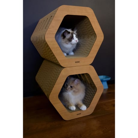 Cat Scratch ｜ Hexagon［ Max ］