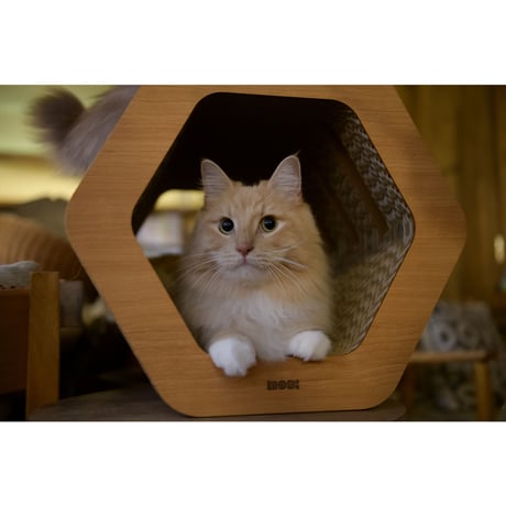 Cat Scratch ｜ Hexagon［ Max ］