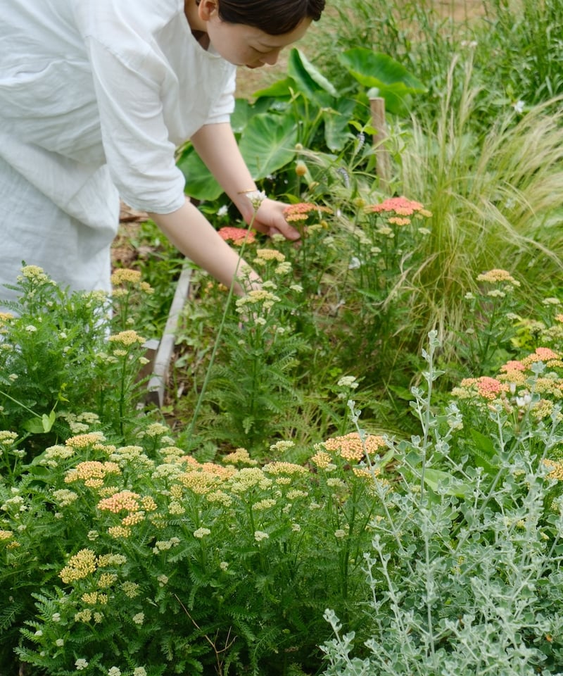 花様確認用 5月25日】期間限定ポップアップストア「ハナコレ」 アトリエかざ華さん