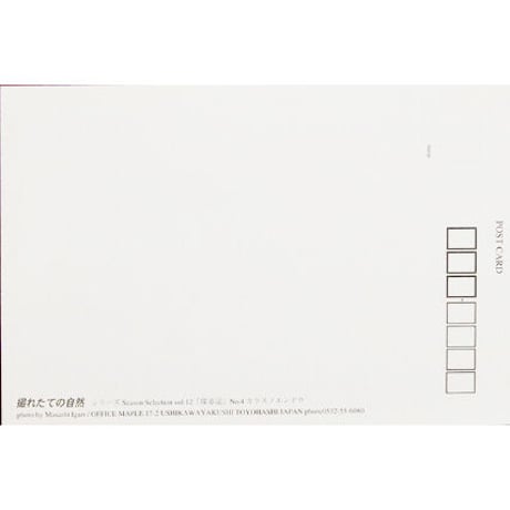 ポストカード【SeasonSelection vol.12 探春記】