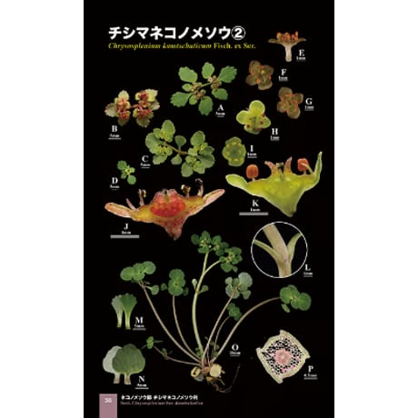 COMPACT BIBLE 日本のネコノメソウ