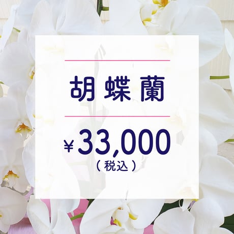 ●宅配便●【鉢物】胡蝶蘭￥30,000＋TAX