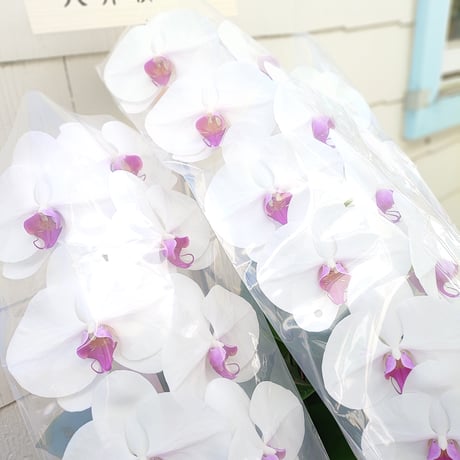 ●宅配便●【鉢物】胡蝶蘭￥50,000＋TAX