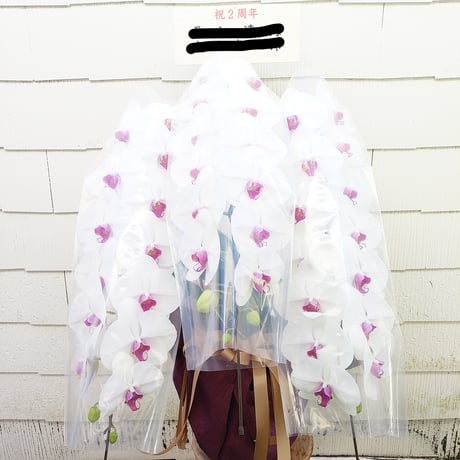 ●宅配便●【鉢物】胡蝶蘭￥50,000＋TAX